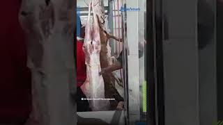 Perdana, 3,000 Daging Kambing Dam Petugas Dan Jemaah Haji Dikirim Ke Indonesia, Siap Dikemas