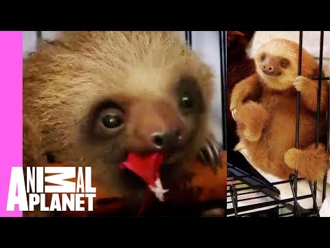 16 Extremely Cute Animal Videos