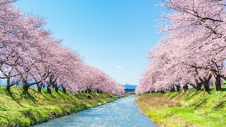 森山直太朗 さくら Mp3 تنزيل الموسيقى Mp3 مجانا 森山直太朗 さくら Mp3 تنزيل الموسيقى Mp3 مجانا