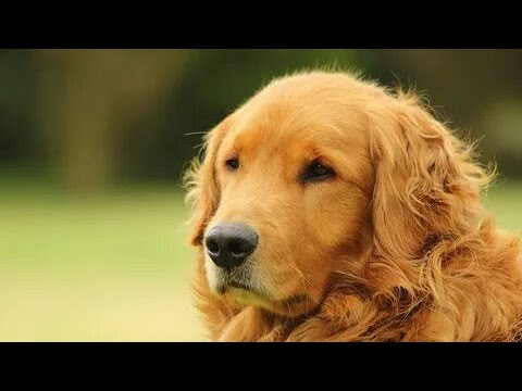 Nutritional Guidelines for a Healthy Golden Retriever Diet