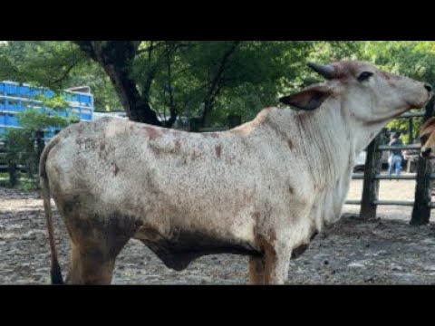 Tiangue de Santiago  Nonualco, domingo 18 de octubre  2026