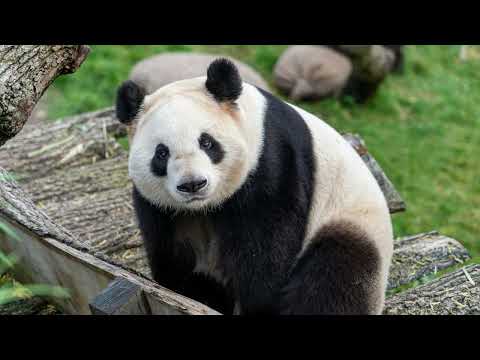 Panda Sounds 🐼 | Real Panda Noises, Grunts & Cute Calls