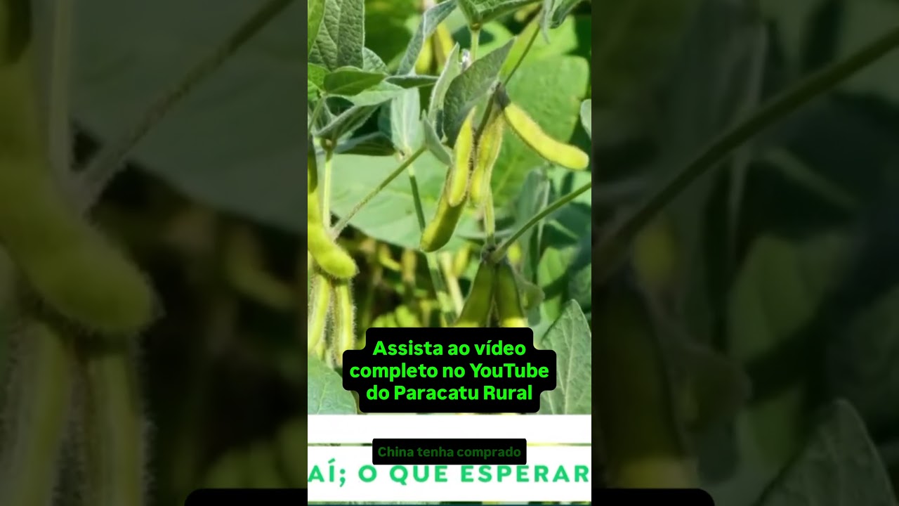 Soja vai começar a cair? Milho a preço de ouro em 2027!