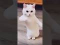 Cartoon Video Kithe Chali Kithe Chali Banke Kabutari Animatedcartoon Kid Https Pin It 7eC2Cq9pP