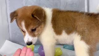 ハーフ犬の動画01