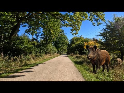 Cycling with Wild Boars | 1-Hour 4K Forest Ride for Indoor Cycling & Home Workouts