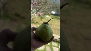 Homegrown Giant Pears – Juicy &amp; Delicious” 🍐✨