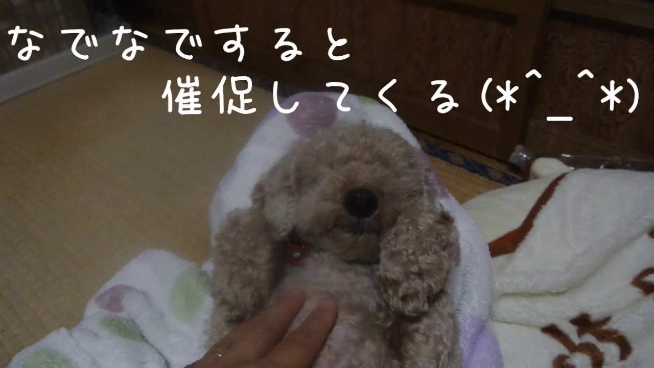 態度のデカい元保護犬のトイプードルレオ