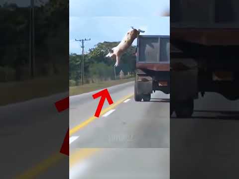 The story of this pig who rebelled against his destiny will leave you speechless.