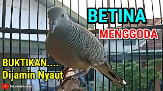 Download lagu Perkutut Betina Memanggil Jantan Suara Pancingan Bunyi Paling Ampuh Langsung Nyaut Gacor #perkutut mp3