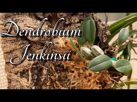 , title : '#CareCollab Dendrobium Jenkinsii Remount & Care'