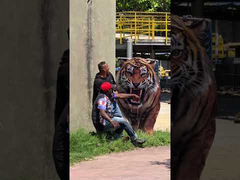 El tigre 🐅 #funny