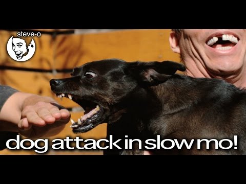 My Dog vs. My Friend In Super Slo Mo! - Steve-O