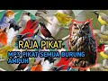 Suara Pikat Semua Burung Kecil Mp3 Super Ampuh