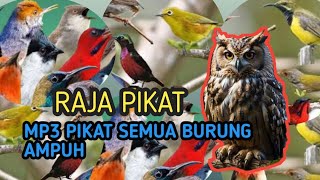 Download lagu suara pikat semua burung kecil mp3 super ampuh mp3 Download lagu suara pikat semua burung kecil mp3 super ampuh mp3