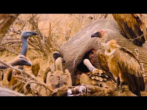 100's of Vultures feeding on an Elephant!