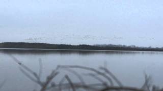 preview picture of video 'Christmas Duck Hunting'