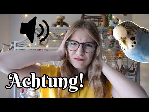 5 Dinge, die du bei Wellensittichen nicht unterschätzen solltest!😰