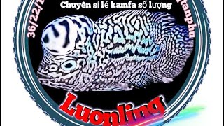 Chuyên sỉ lẻ Kamfa f2 , em sẽ cố gắng lên những con Kamfa đẹp , mong anh em đăng ký ủng hộ kênh