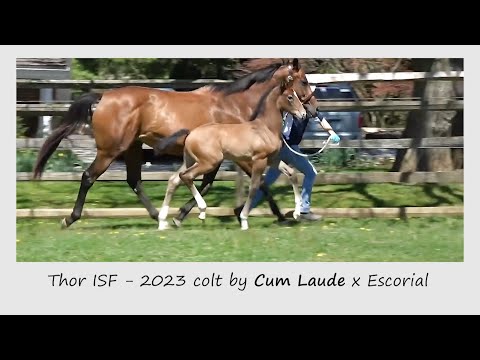 The 2023 Foal Season is Officially Here! Foals by Kaiman, Cum Laude, and Tjalbert 460