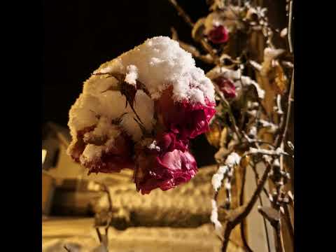 In meinem Leben onetake - EMZET