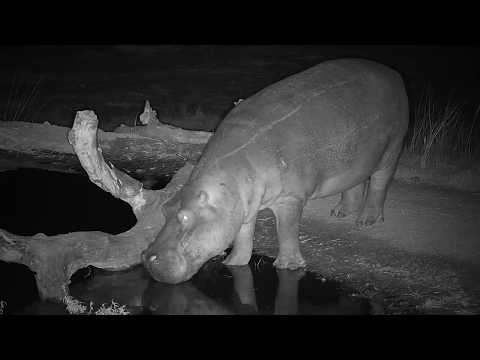 Djuma: Second Hippo joins injured one in the pan - 02:06 - 07/07/19