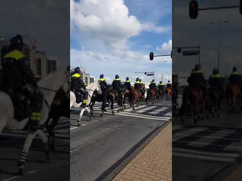 Beautiful Dutch-police horses Amsterdam