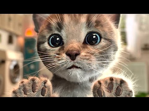 Cute Kitten Little Cat Adventure - Play Fun Pet Care - Preschool Educational Games #668