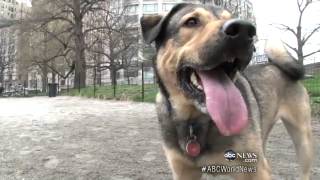 Dogs Have Health Benefits for Humans