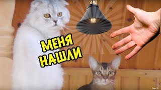 НОЧНЫЕ ПРЯТКИ В НАШЕМ ДОМЕ! HIDE AND SEEK IN MY HOUSE со зверодетками
