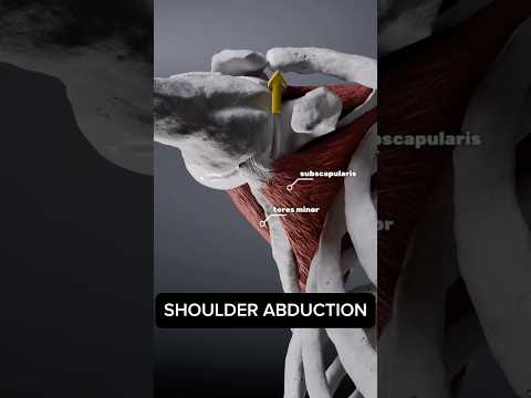 Your ROTATOR CUFF during shoulder abduction #anatomy #3d #animation #medical #medicalstudent