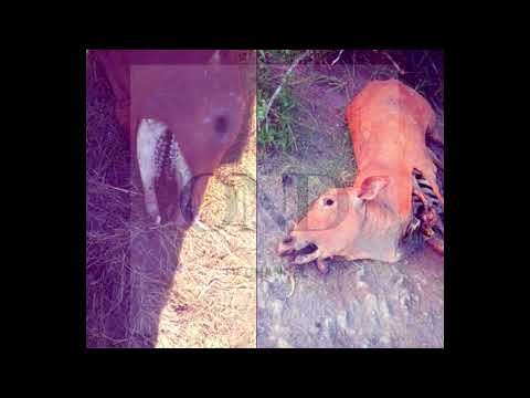 Misterio: Apareció un Chupacabras en un paraje (Colonia Popular - Chaco - Argentina) 03-02-2026