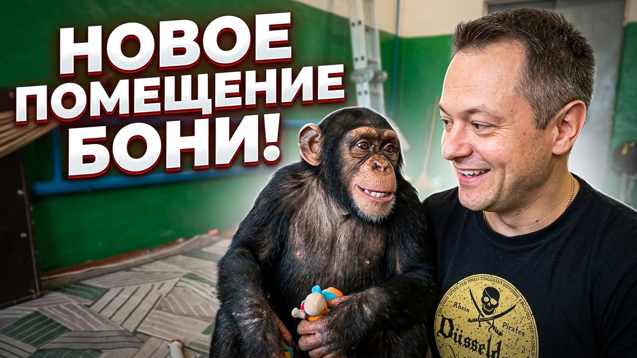 Цирк Душанбе! Как Живёт Шимпанзе Боня в Новом Помещении?
