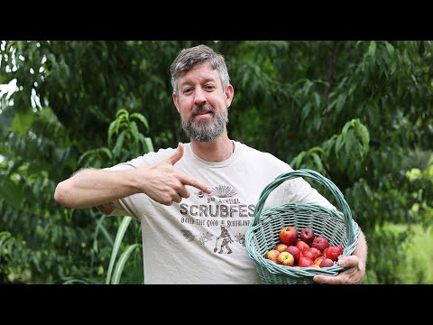 They Say Growing Fruit Trees From Seed is a "Bad Idea." They're Wrong! Here's why.