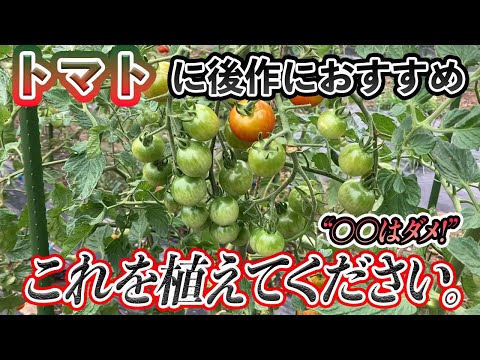 秋のトマトの後に何を植えることができますか