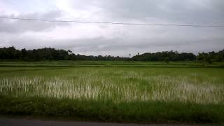preview picture of video 'Green Kerala | Gods own country | Paddy field after Rain'