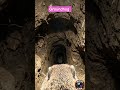 Hidden Underground World Through a Groundhog’s Eyes. #microcamera #pov