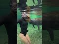 This Manatee tried to eat my hair! #manatee