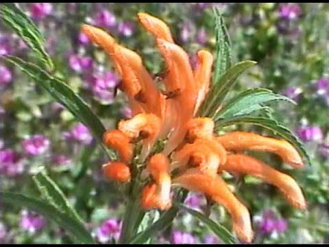 [free] 93feetofsmoke x fats'e x convolk type beat "backstab" (prod. cobalt)