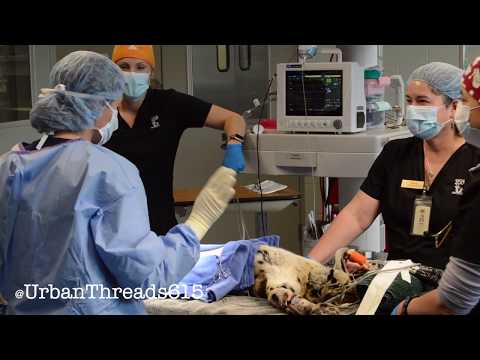 LIVE An Artificial Insemination at the Nashville Zoo