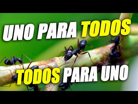 EL CICLO DE VIDA DE LAS HORMIGAS