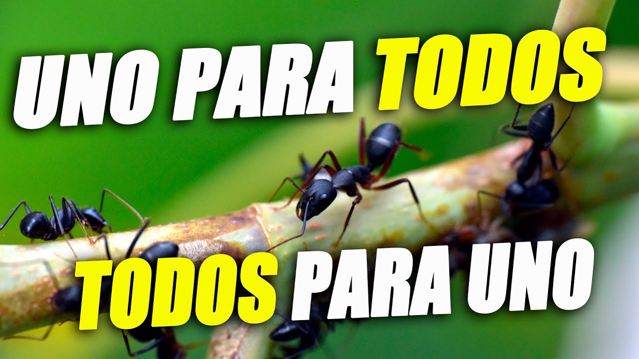 EL CICLO DE VIDA DE LAS HORMIGAS