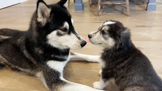 Moon Meets the Foster Puppies For the First Time!