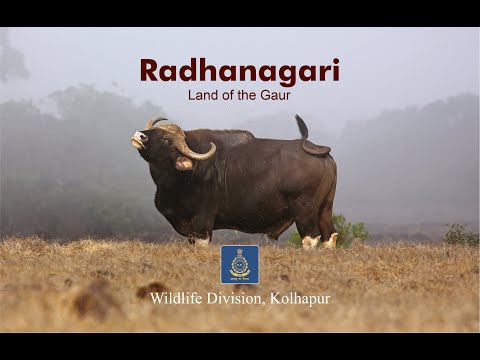 Radhanagari --- Land of the gaur