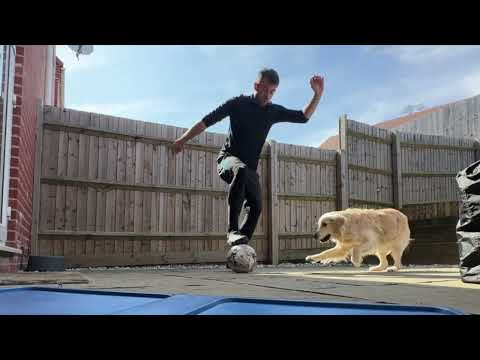 Golden Retriever Plays Football #dogplay #dogtoy #dogplaysfootball #dogfootball