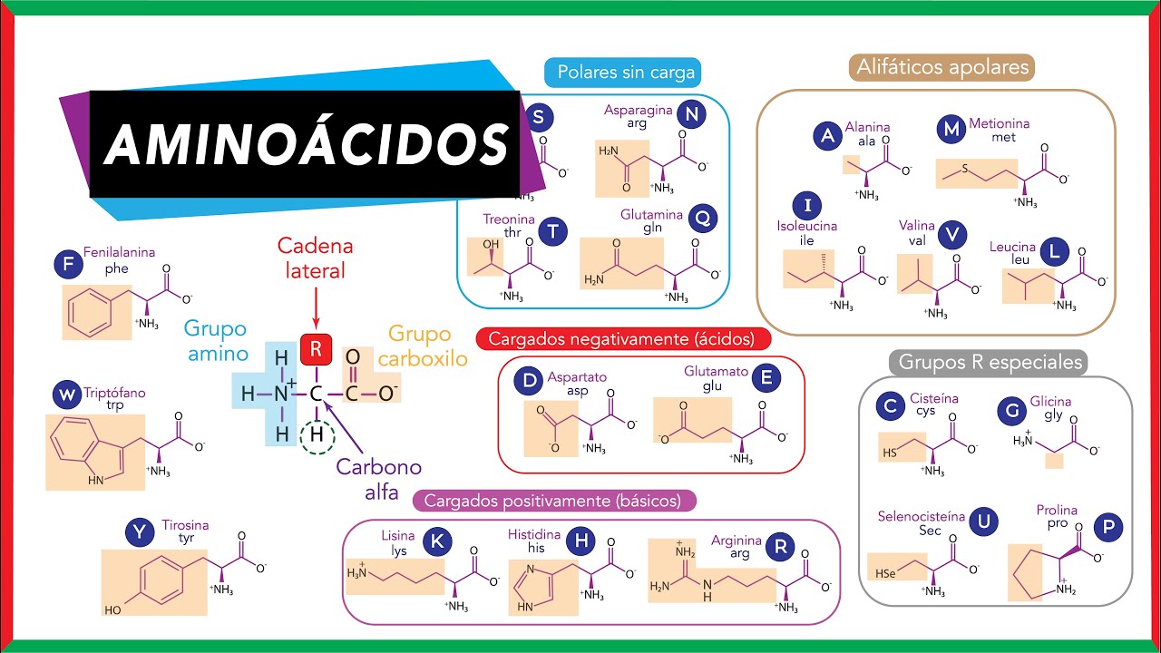 Aminoácidos: partes, clasificación, esenciales y no esenciales  | Bioquímica