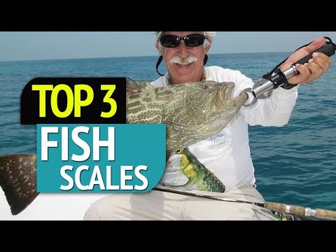 TOP 3: Fish Scales