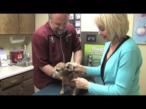 Whitworth Animal Clinic: Geriatrics