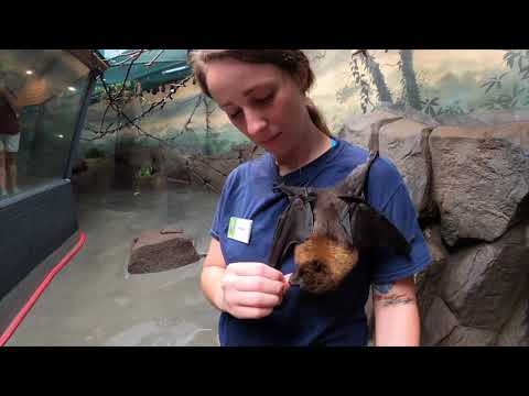 Flying Fox Roxy Gets Treats From Her Friend Lauran