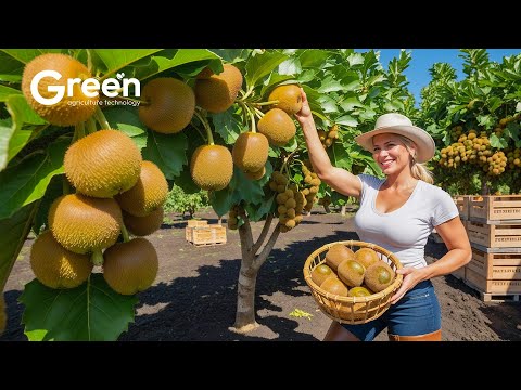 KIWI Farming - Kiwi Harvesting & Kiwi Juice Manufacture in Factory 🥝 | Agriculture Technology